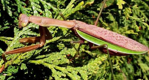 Chinese mantid