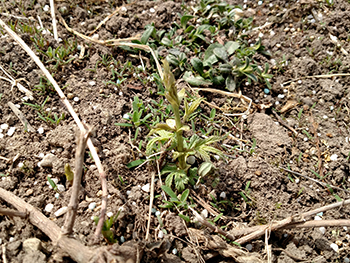 Downy mildew spikes