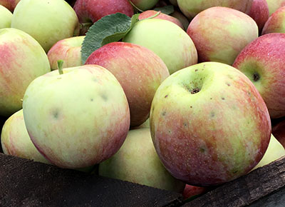 Brown marmorated stink bug injury to Empire apples