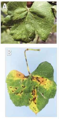 Phomopsis on a young and old leaves.