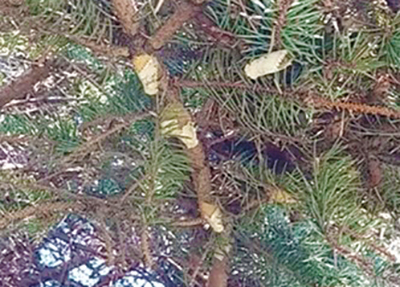 Gypsy moth females