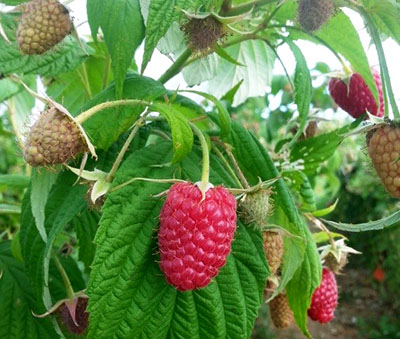 Raspberry