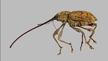 Large chestnut weevil