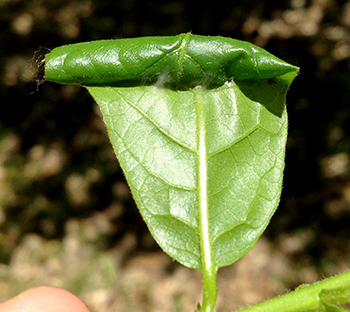 Chestnut leaf damage