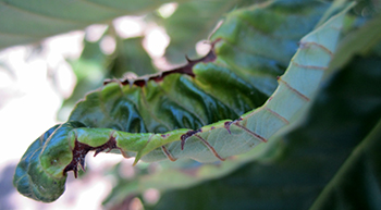 leaf cupping and necrotic margins