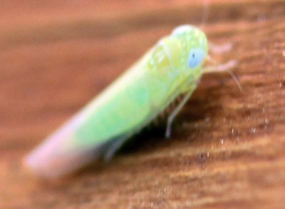 Potato Leafhopper Adult