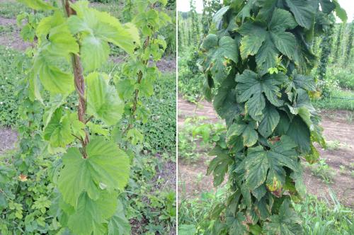 yellowing associated with early potato leafhopper damage 