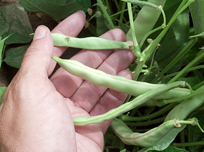 Pod damage to dry bean