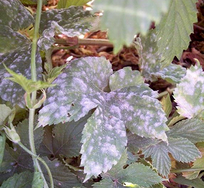 Powdery mildew on hop