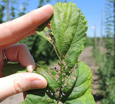 Rose chafer hop damage