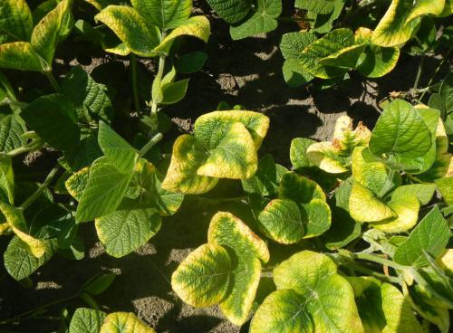 Potassium deficiency in soybean