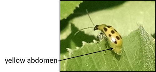 spotted cucumber beetle