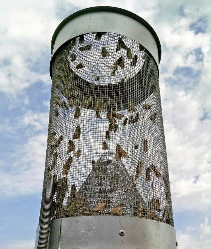 Armyworms in trap