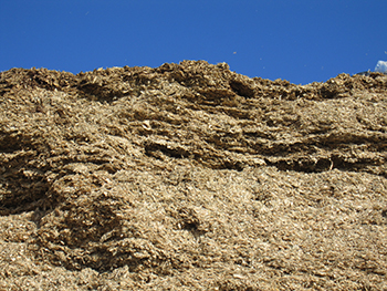 Moldy bunk silo