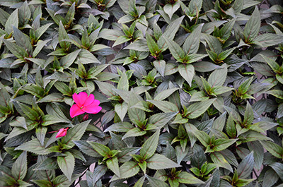 Premature and non-uniform flowering of New Guinea impatiens in propagation