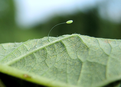 Lacewing egg