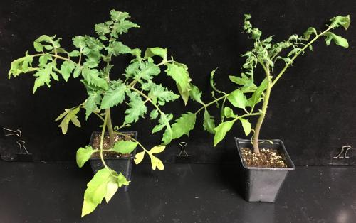 A healthy tomato plant (left) vs one exposed to ethylene (right), a gas produced by greenhouse heaters that aren&rsquo;t combusting properly. 