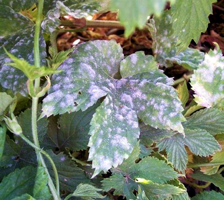 Powdery mildew on hop