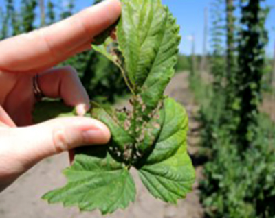 A tattered leaf with brown spots.