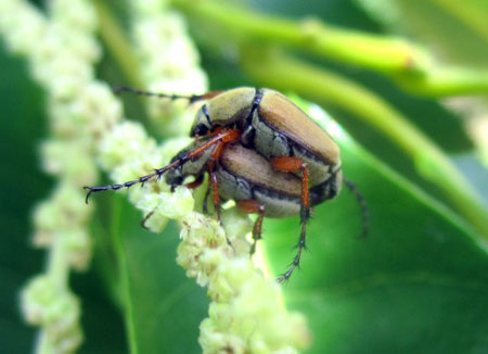 Rose chafer mating