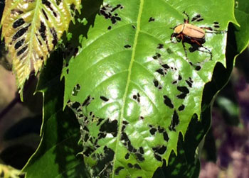 Rose chafer feeding