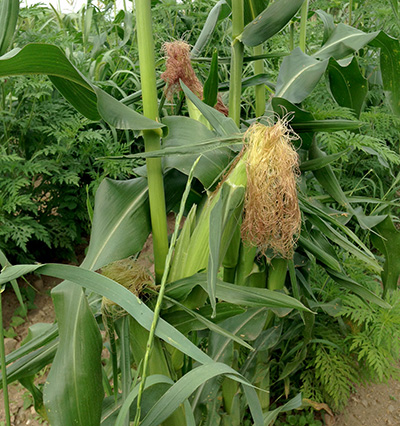 sweet corn thread street farm