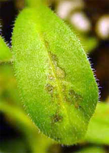 Tobacco mosaic virus Tobacco mosaic virus