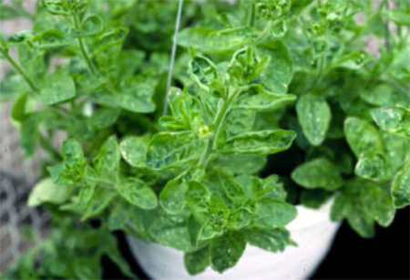 Tobacco mosaic virus Tobacco mosaic virus