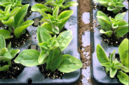 Tobacco mosaic virus Tobacco mosaic virus