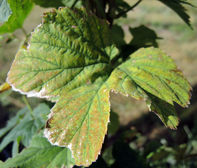 Twospotted spider mite feeding damage