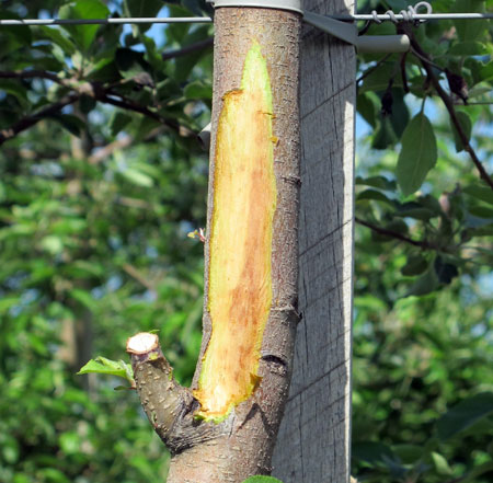 Winter-killed stem tissue