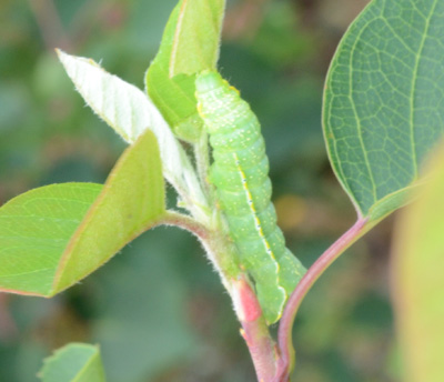 Green fruitworm on saskatoon shoot