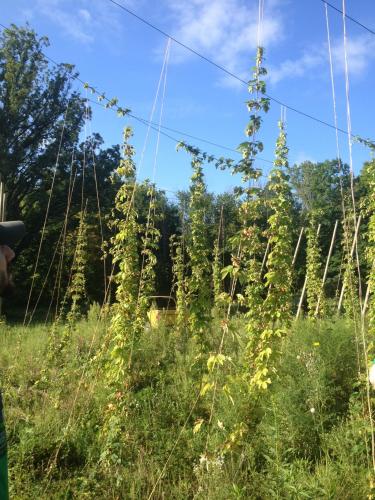 Hops strung up