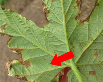 multple potato leafhopper nymphs and adults