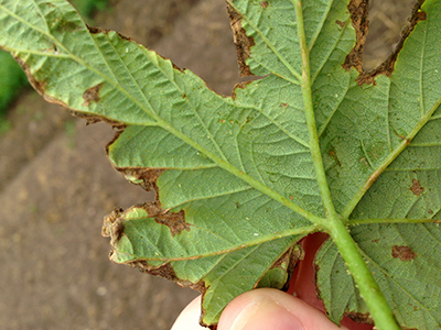 Potato leafhopper hopper burn