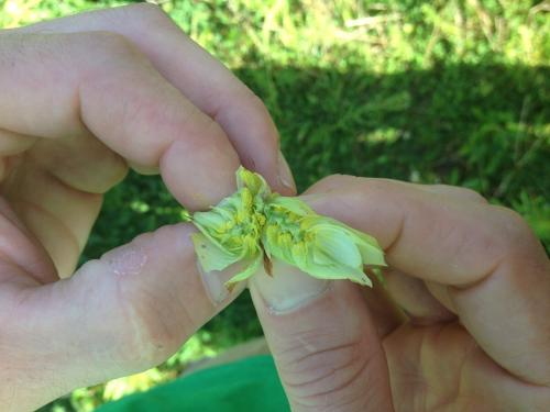 inside the hops flower