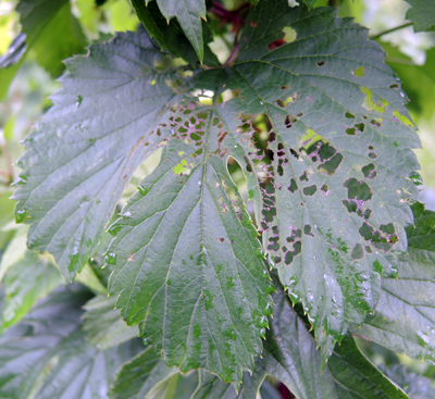 A damaged hop leaf with holes.