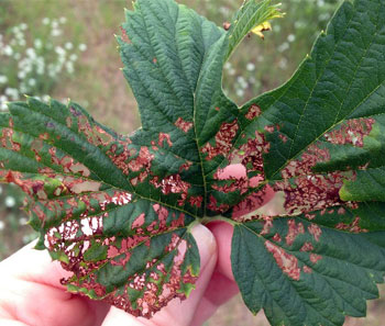 Japanese beetle damage