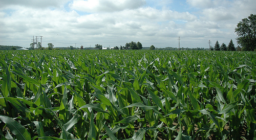 Corn field