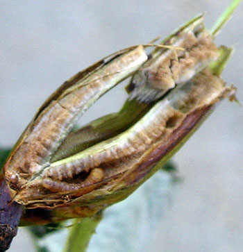 Raspberry cane borer larvae