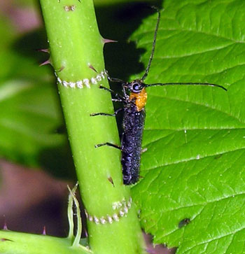 Raspberry cane borer