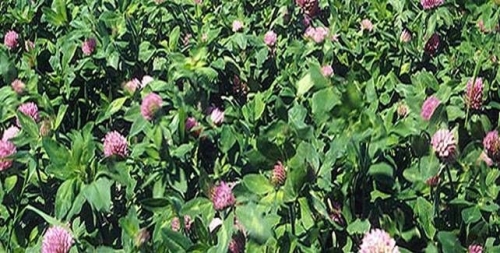 Red Clover.