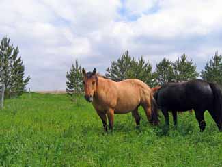 Lush spring pastures can be high in fructan content.