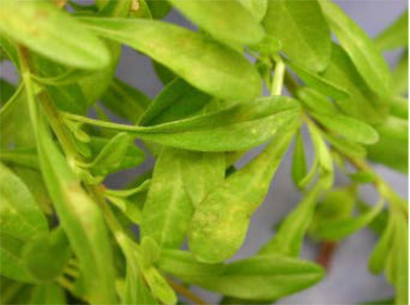 Tobacco mosaic virus Tobacco mosaic virus