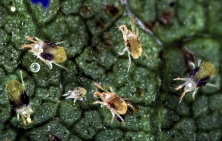 Two-spotted spider mites