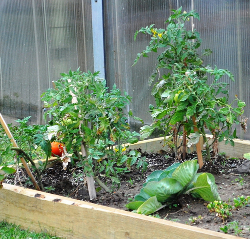 MSU Extension will host a community garden workshop