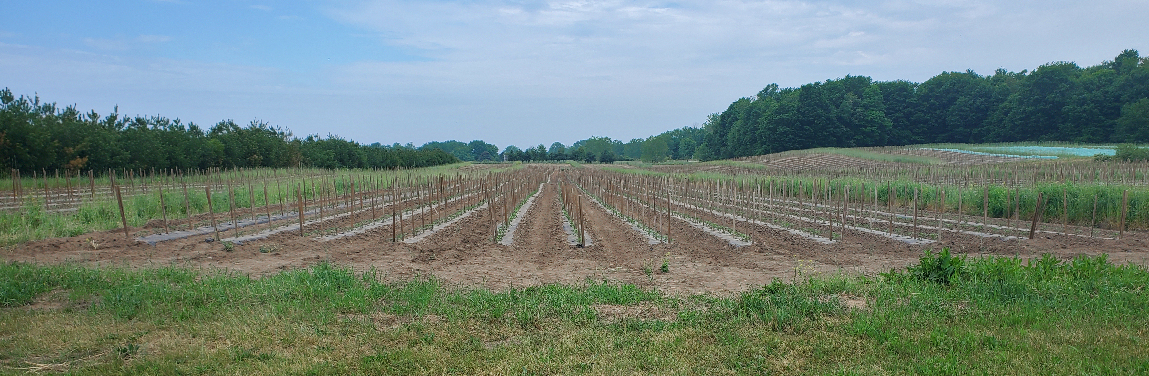 Tomato plantings.