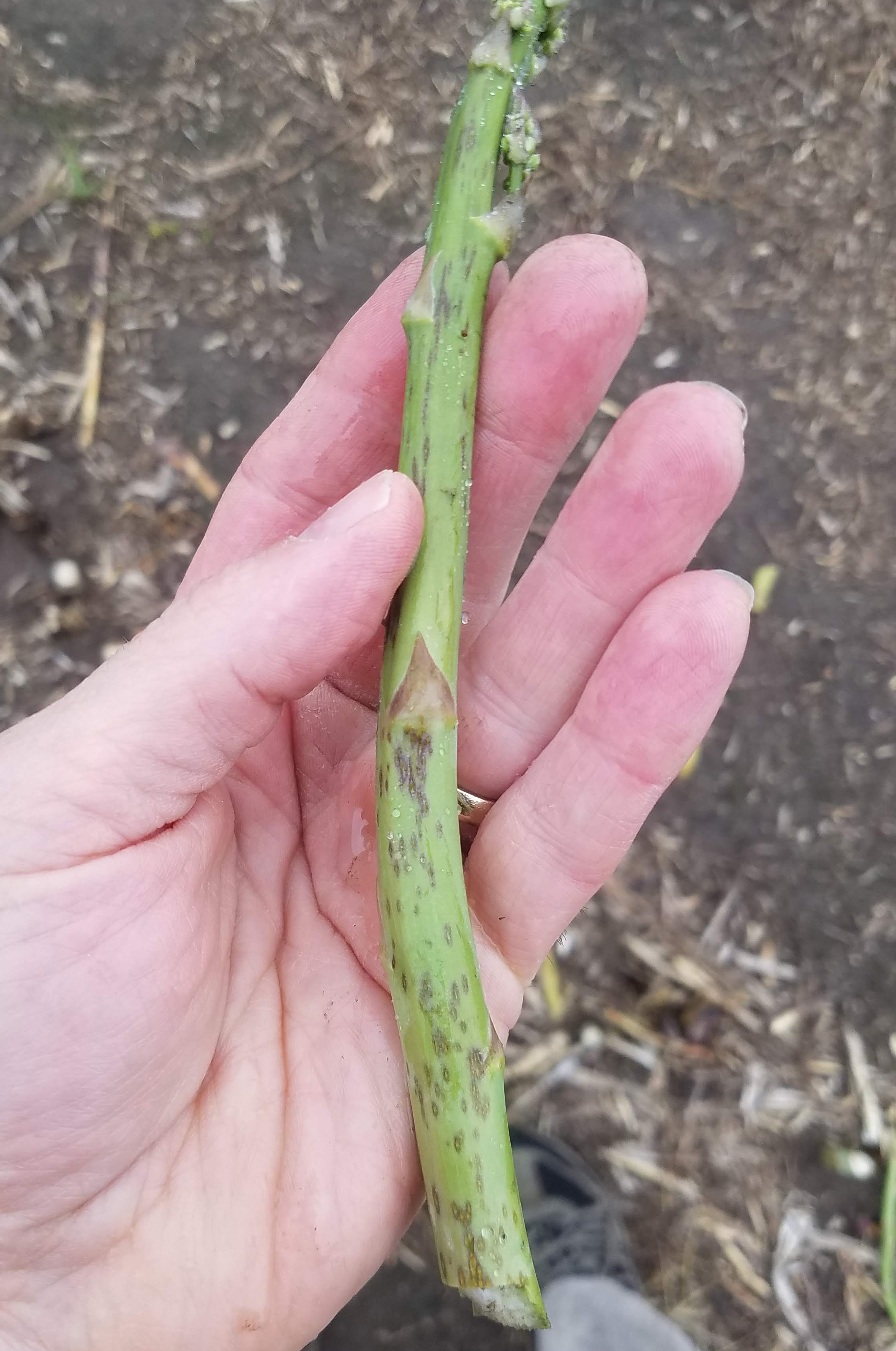 Purple spot on asparagus.