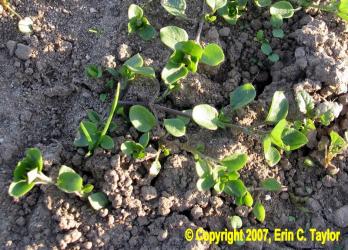 Common-Chickweed-SeedRainHarvest-Nov132007-043