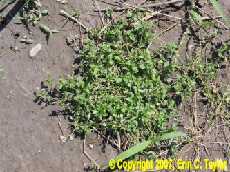 Common-chickweed-June62007-003